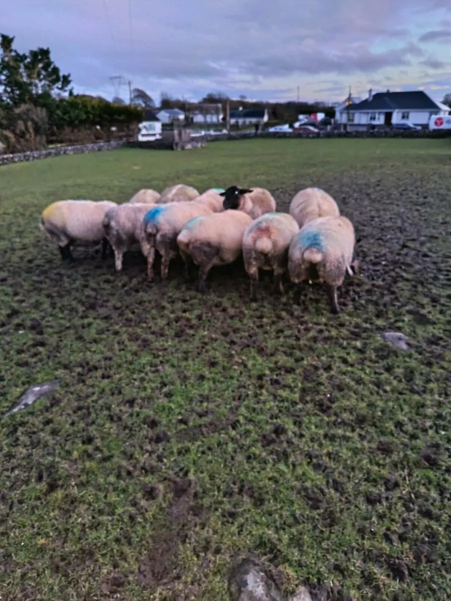 11 triplets for sale - Image 2