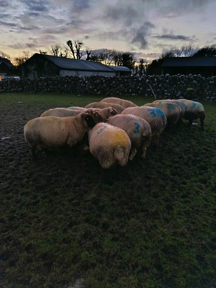 11 triplets for sale - Image 3