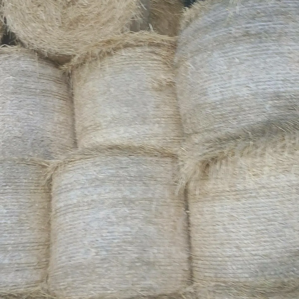 Barley straw - Image 1