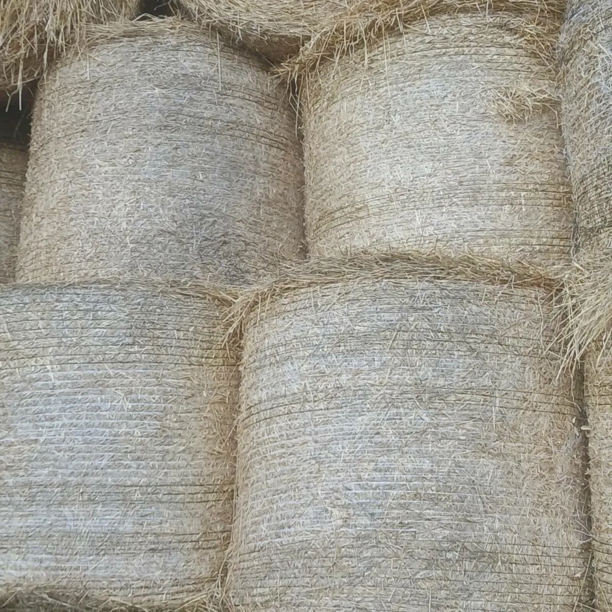 Barley straw - Image 2