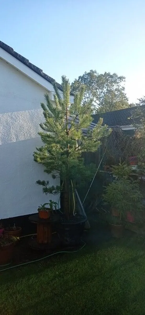 Scotts pine trees - Image 1