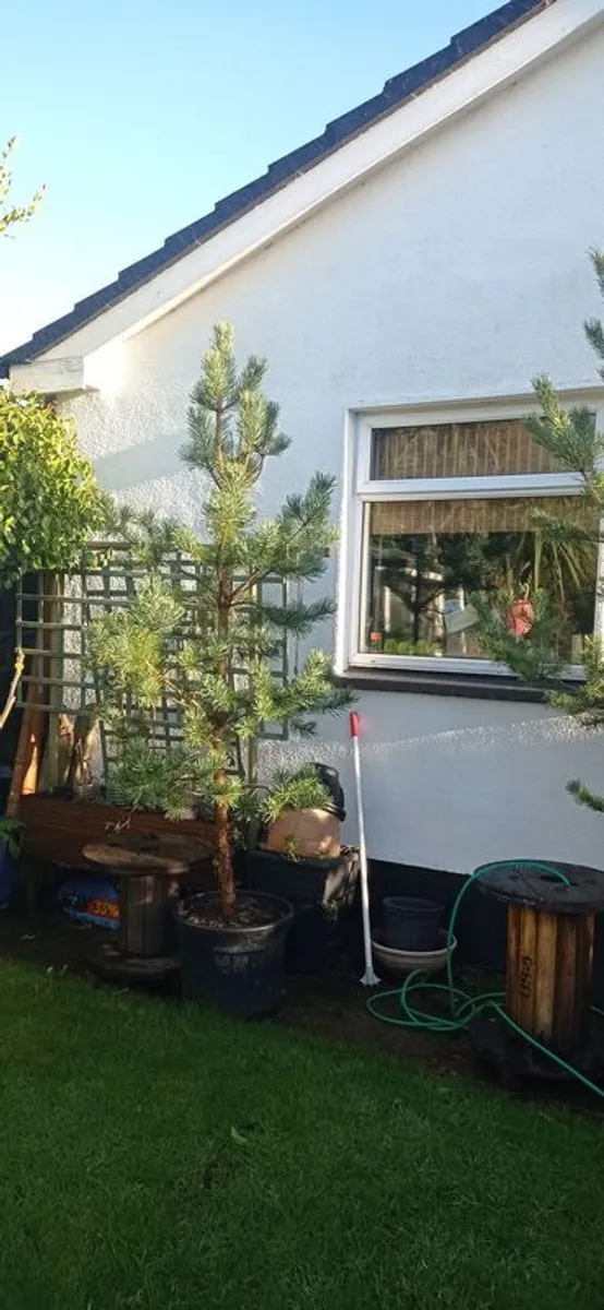 Scotts pine trees - Image 2