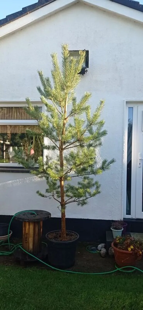 Scotts pine trees - Image 3