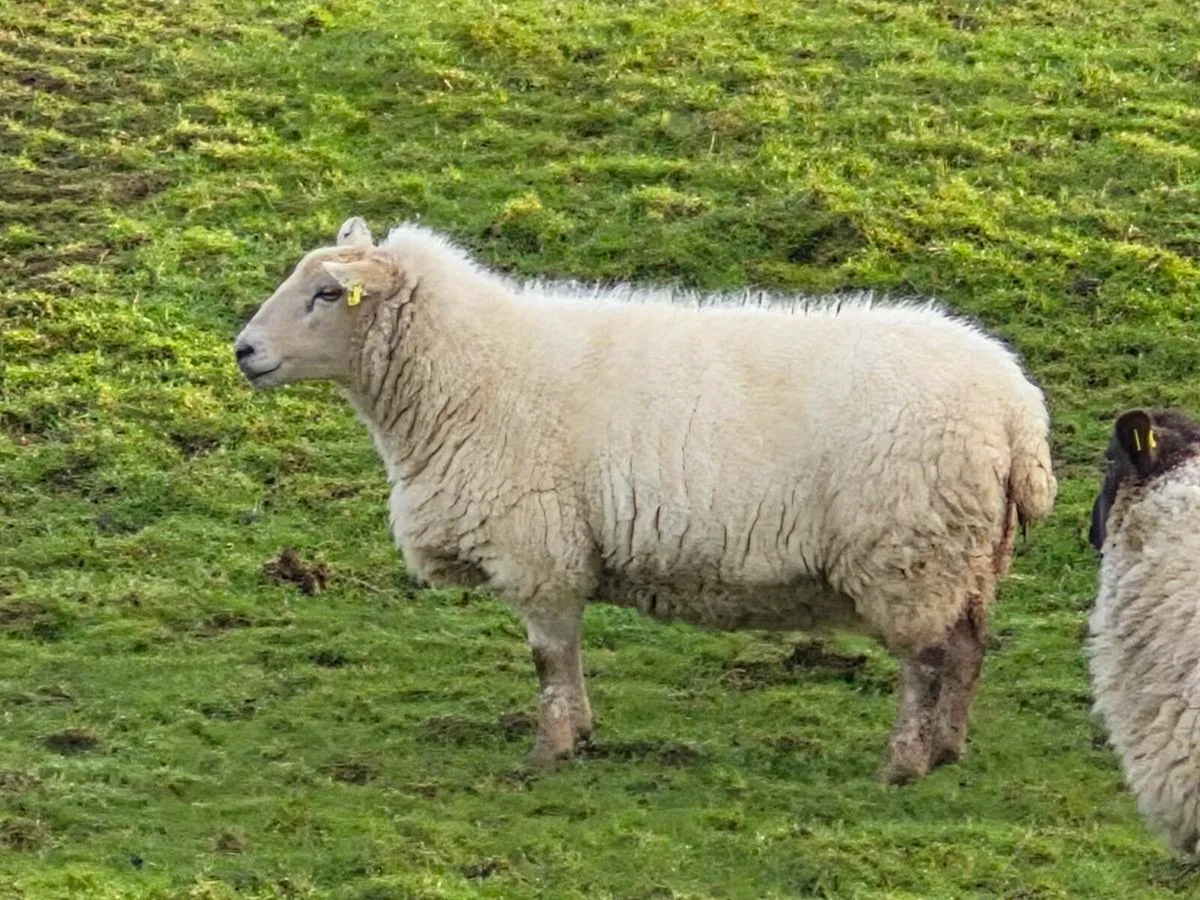 Foster ewe