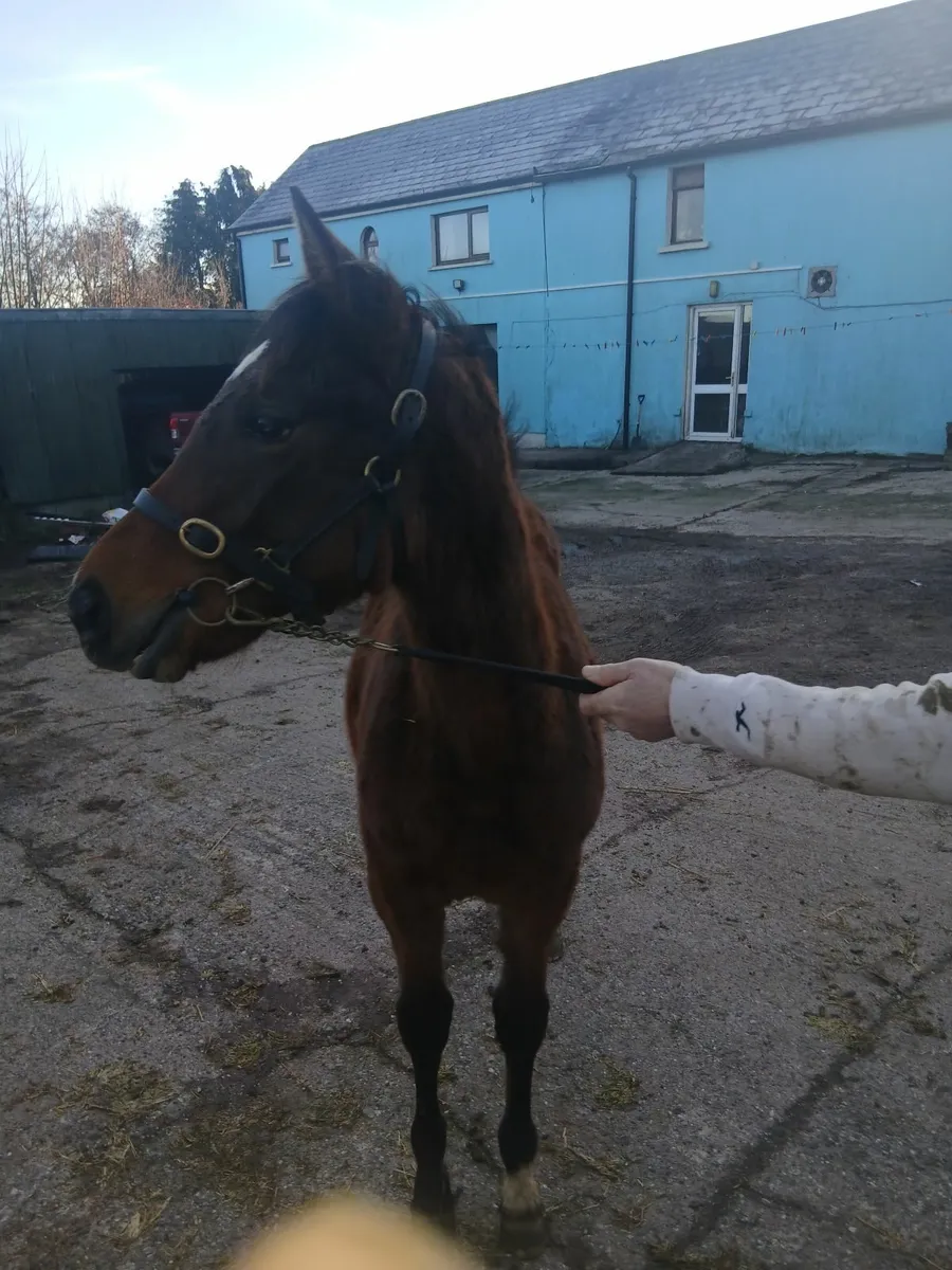 Yearling filly - Image 3