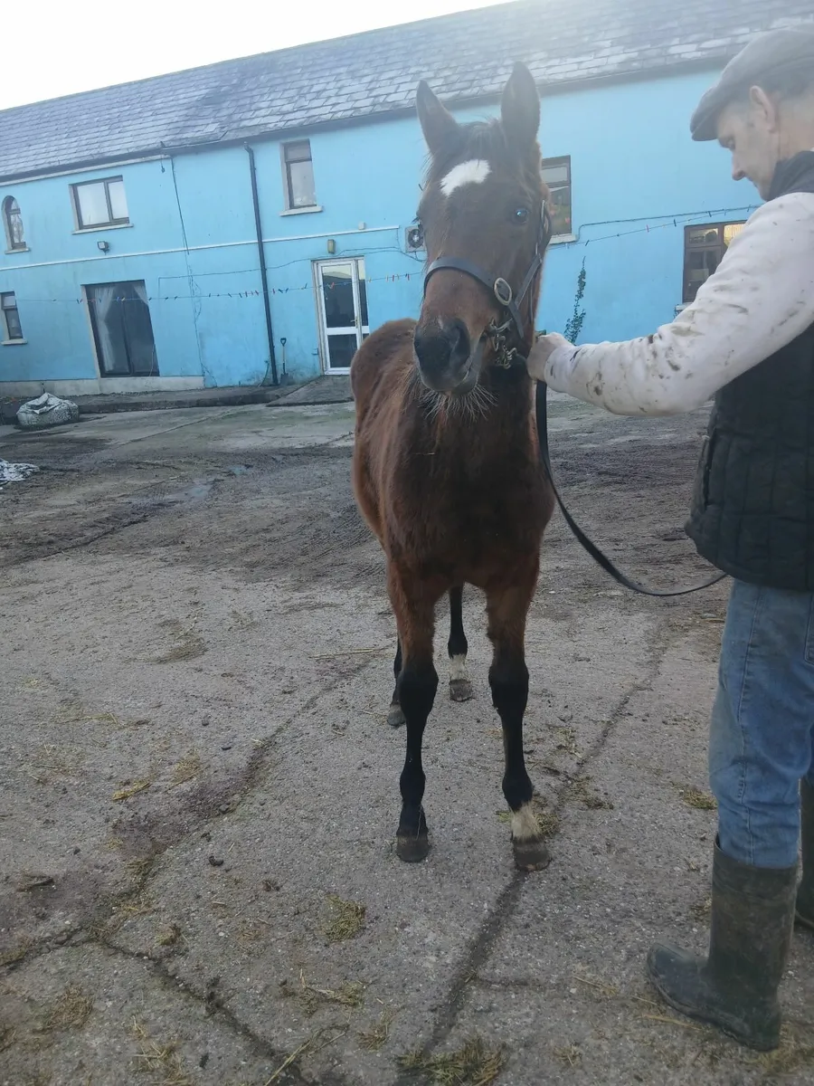 Yearling filly - Image 4