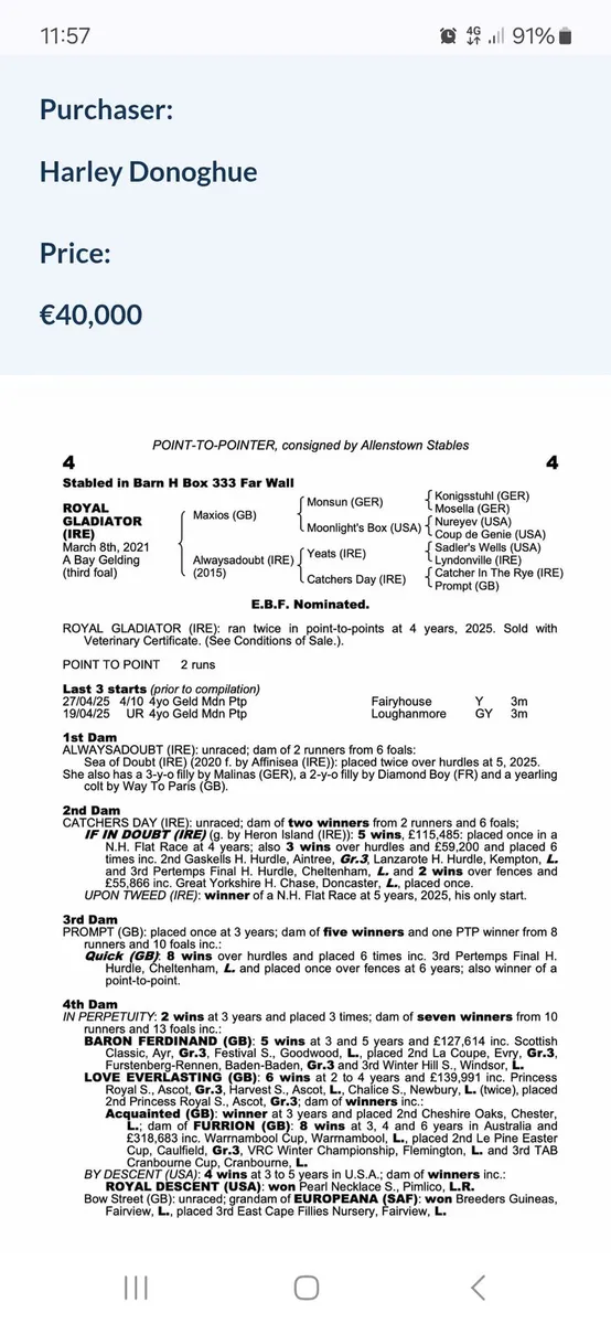 Yearling filly - Image 1