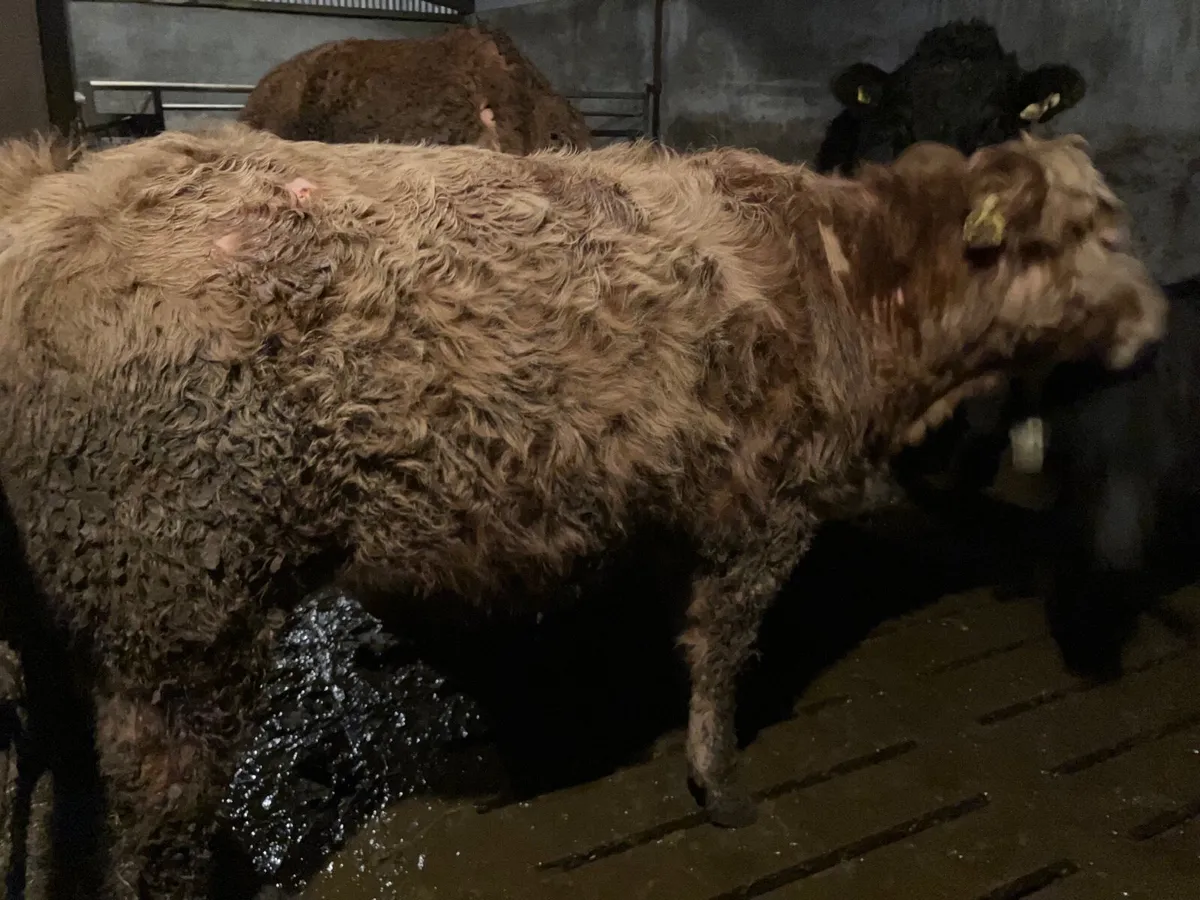 Teaser bull - Image 1