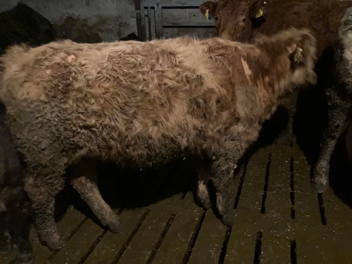 Teaser bull - Image 2