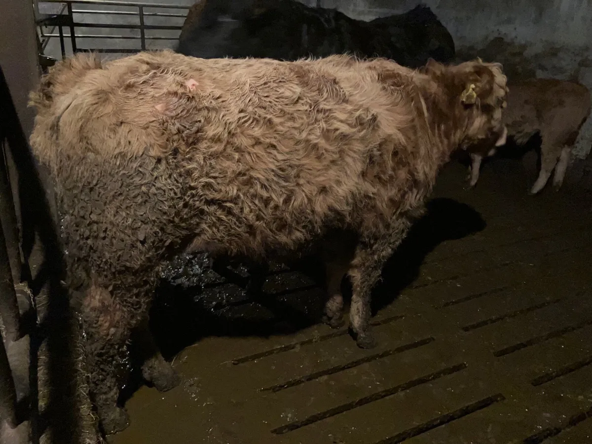 Teaser bull - Image 3