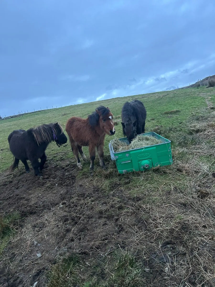 700 if gone this weekend - Image 4