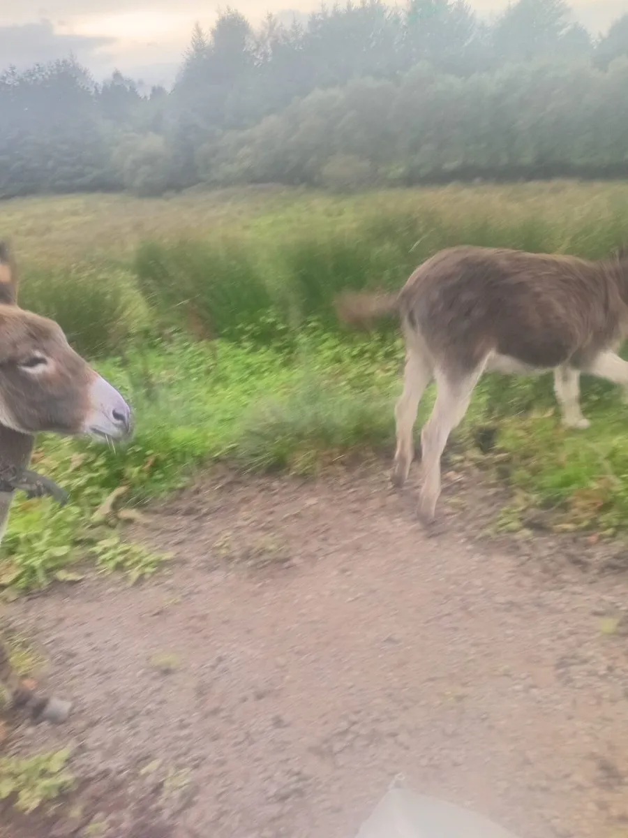 Donkeys - Image 4