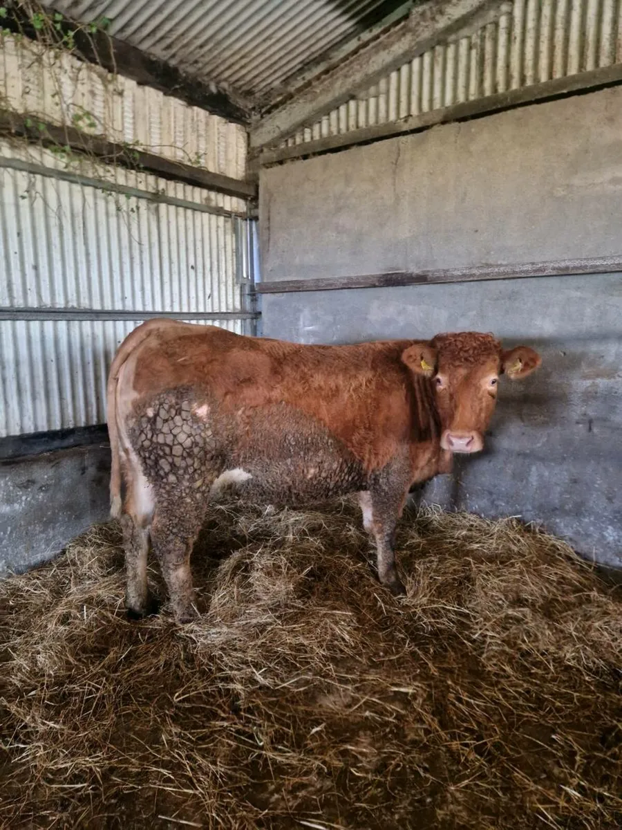 4 First calvers due in March - Image 3