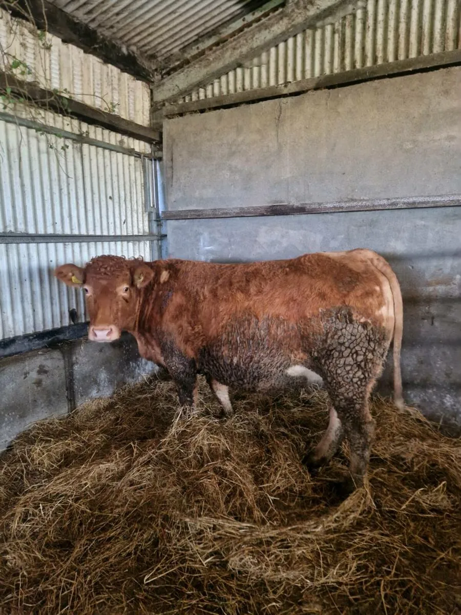 4 First calvers due in March - Image 4