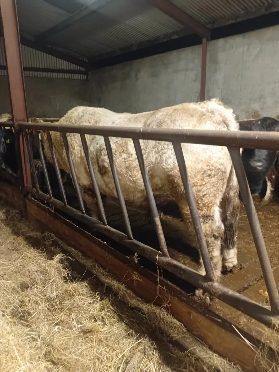 Pure Bred Charlaois Bull - Image 3