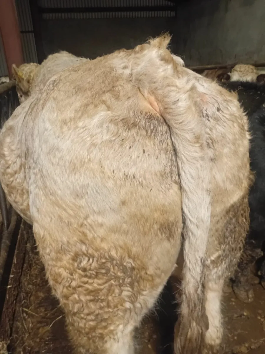 Pure Bred Charlaois Bull - Image 4