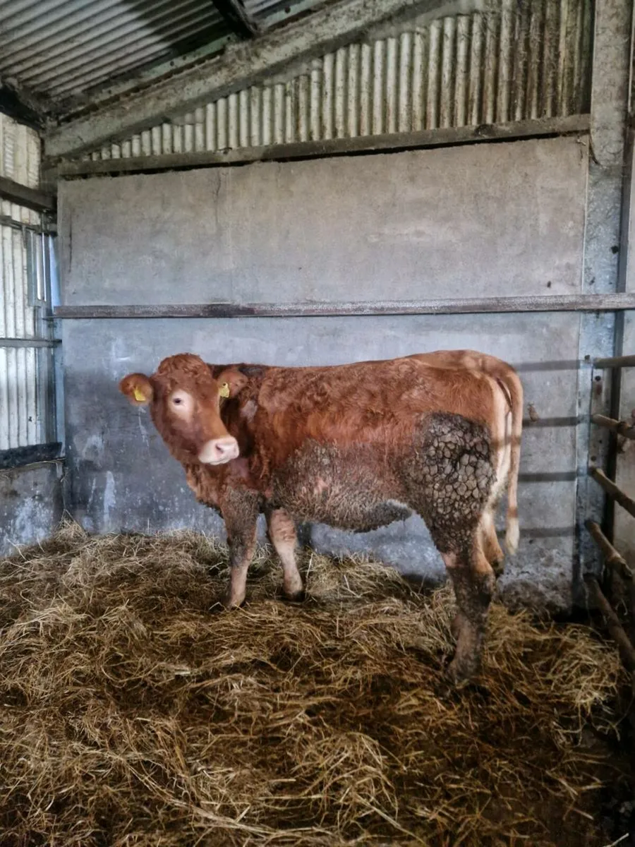4 First calvers due in March - Image 1