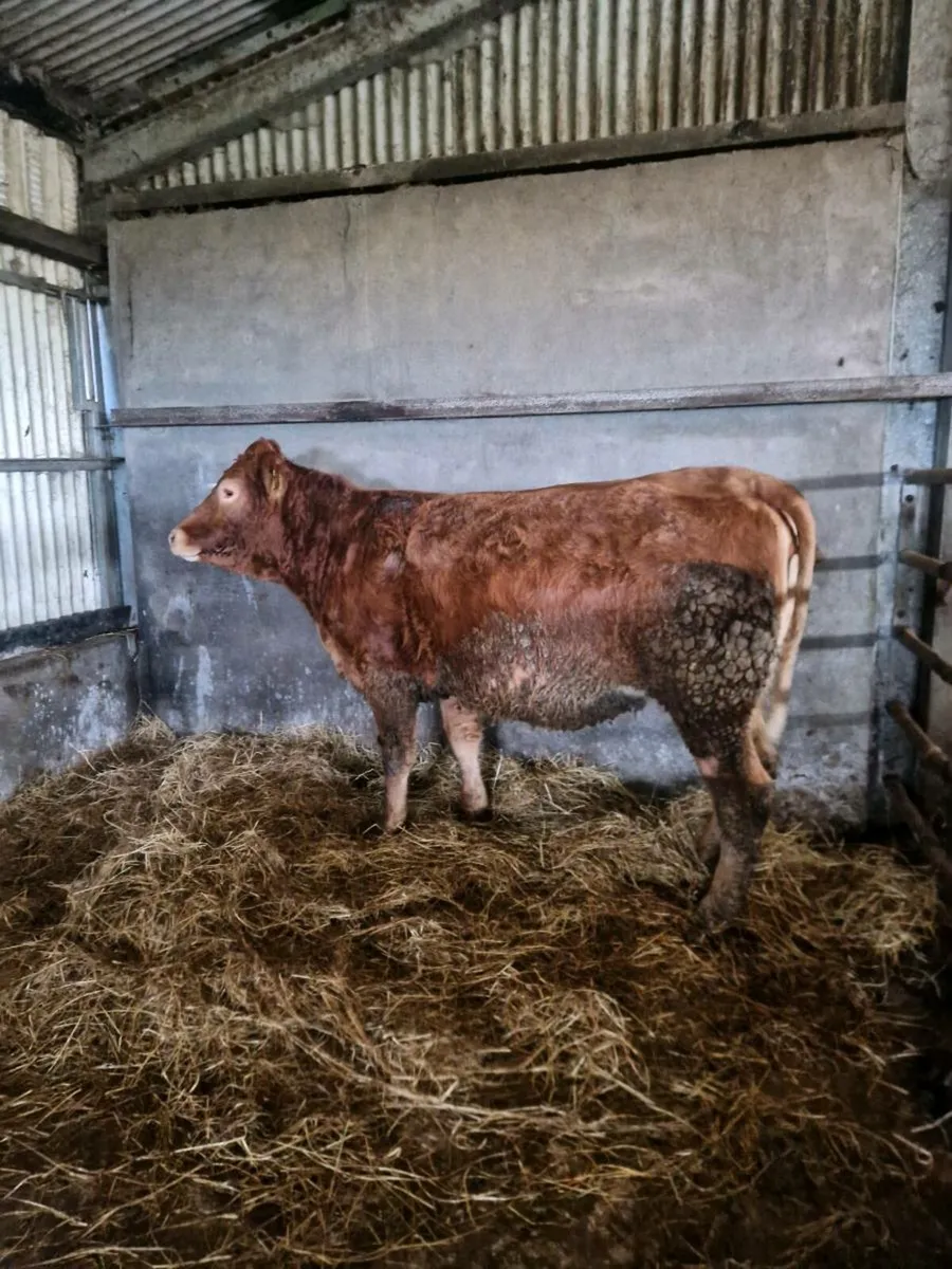4 First calvers due in March - Image 2