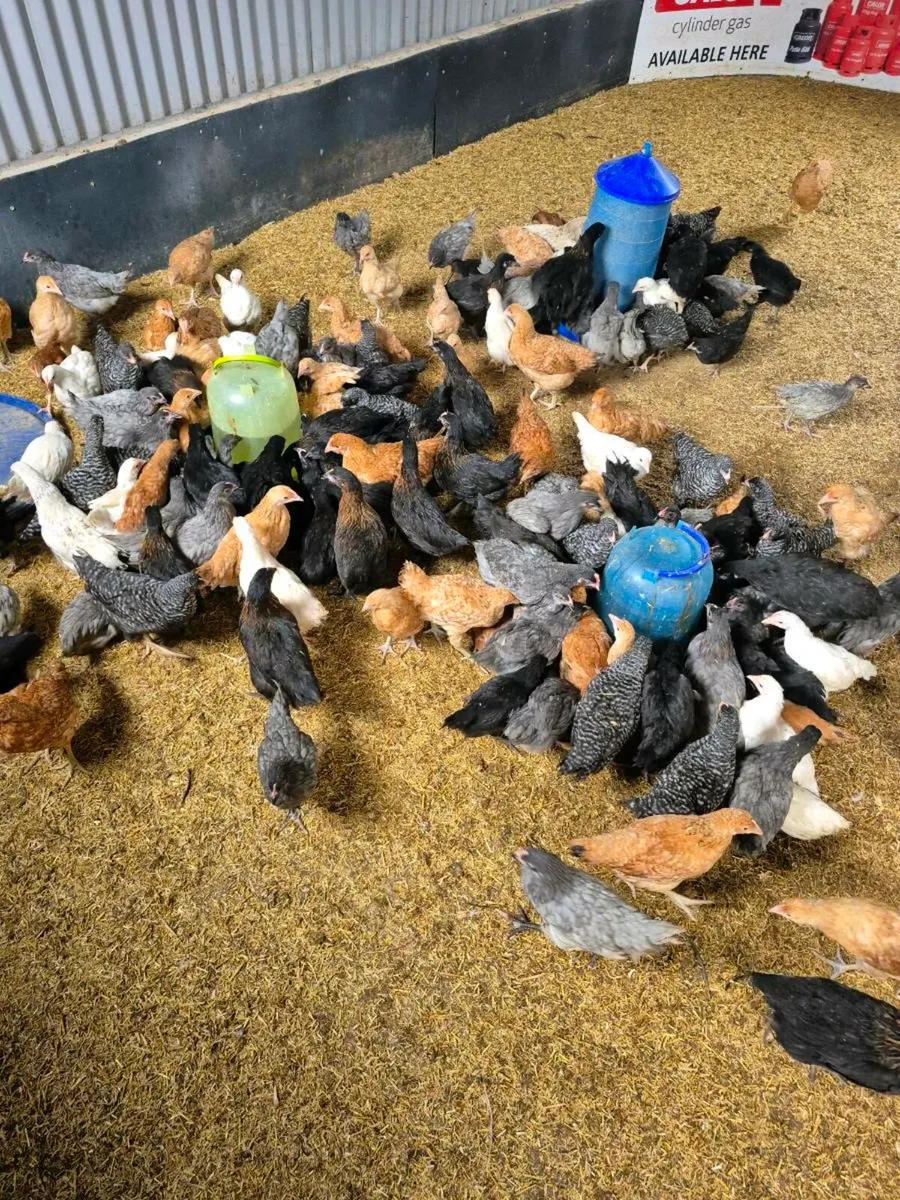 Pullets for sale - Image 3