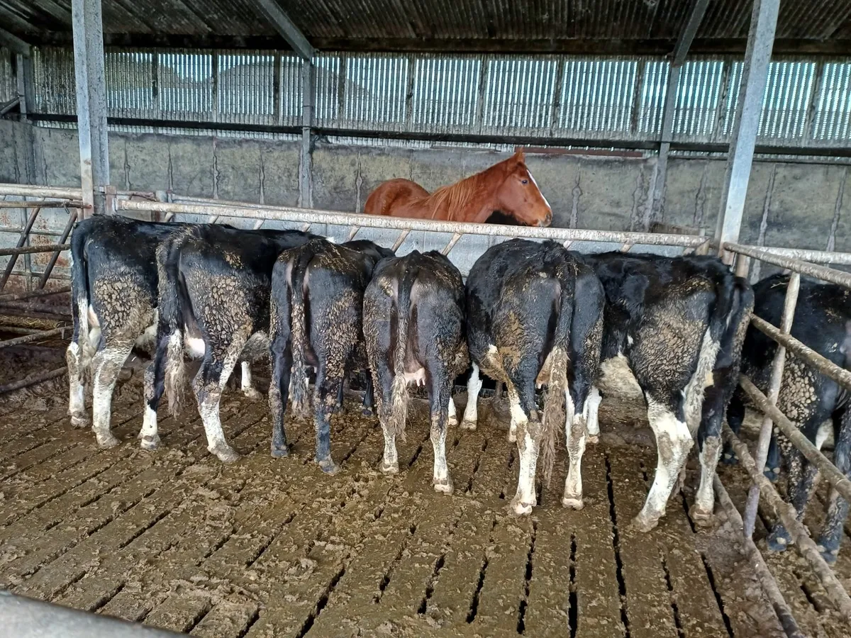 Fr incalf heifers - Image 4