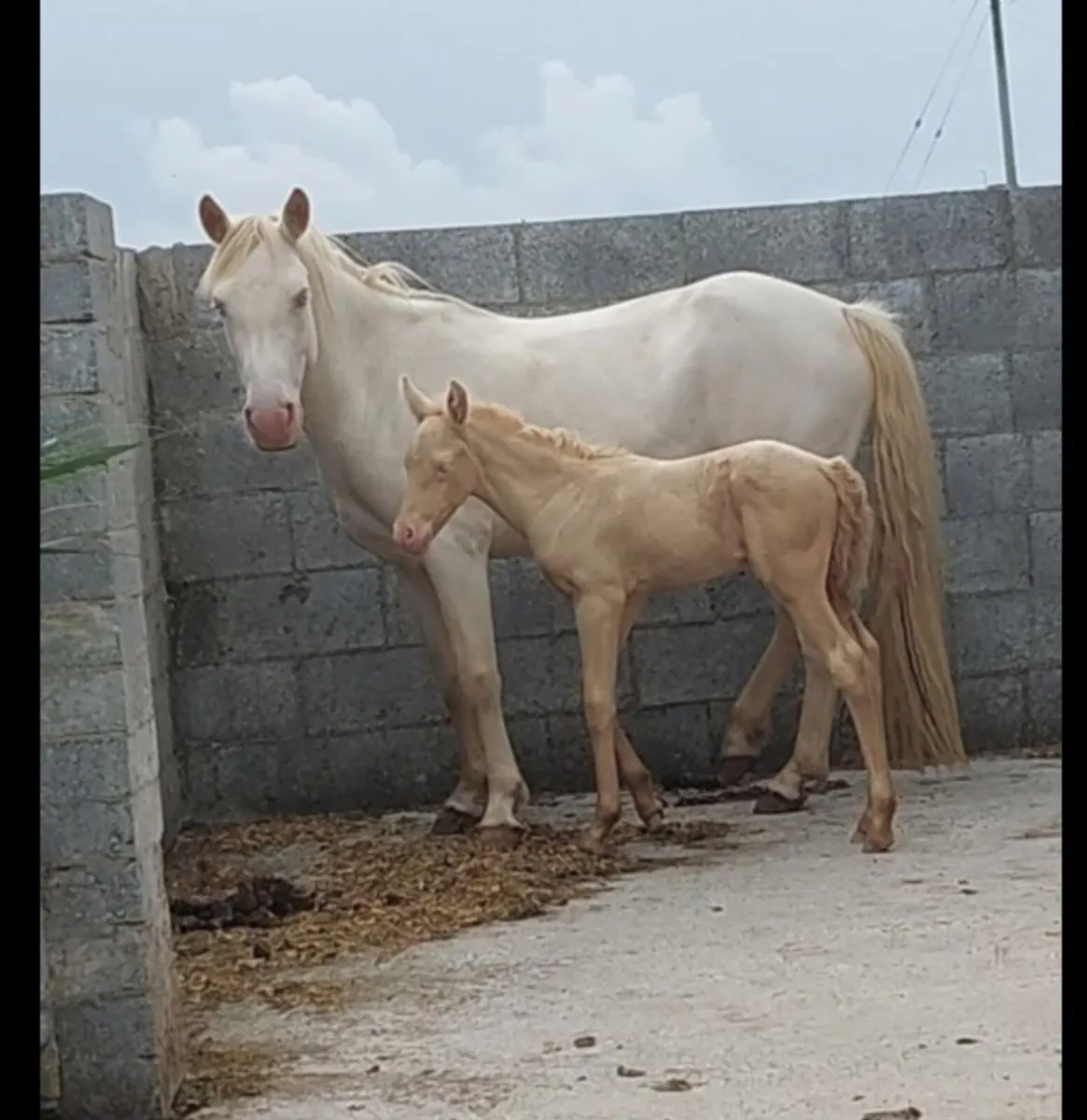 Connemara blue-eyed cream broodmare - Image 1
