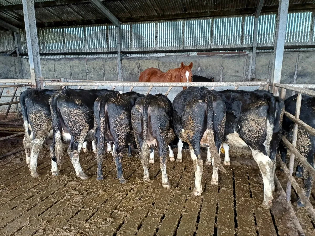Fr incalf heifers - Image 2