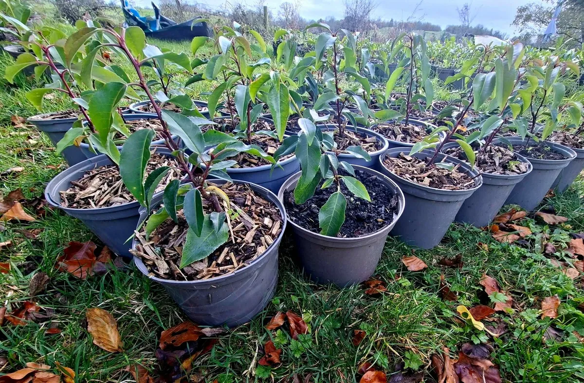 Portuguese Laurel - Image 3