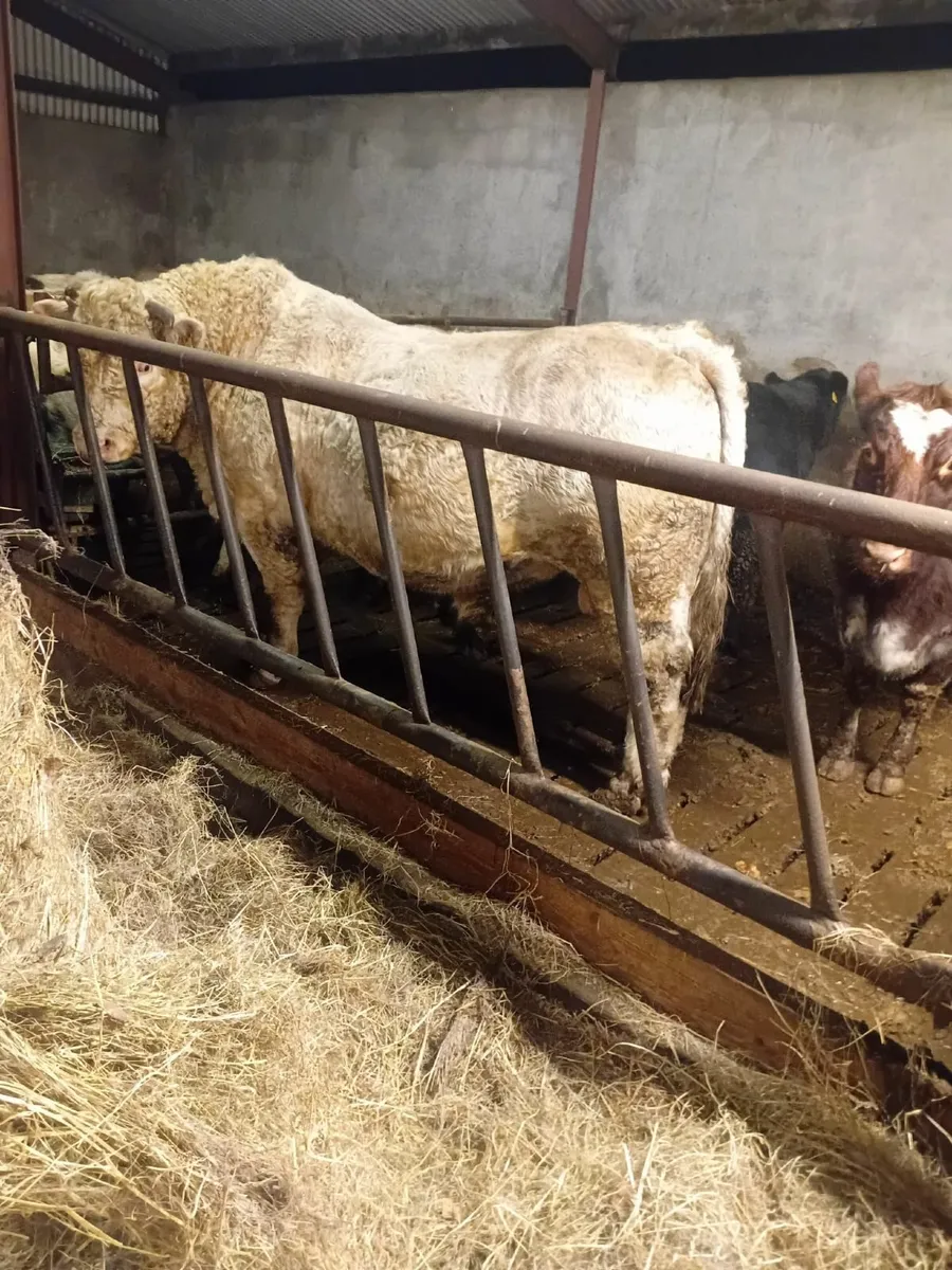 Pure Bred Charlaois Bull - Image 2