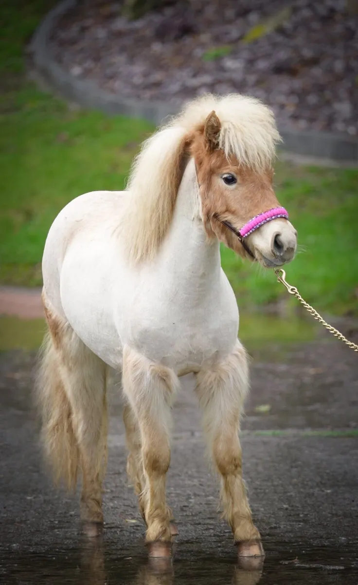 Mini mare 34” unregistered - Image 2