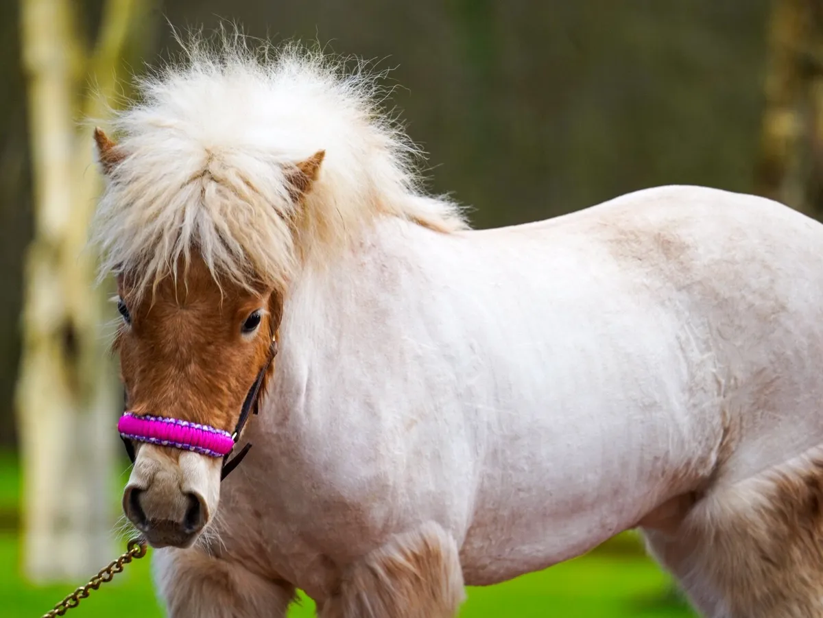 Mini mare 34” unregistered - Image 1