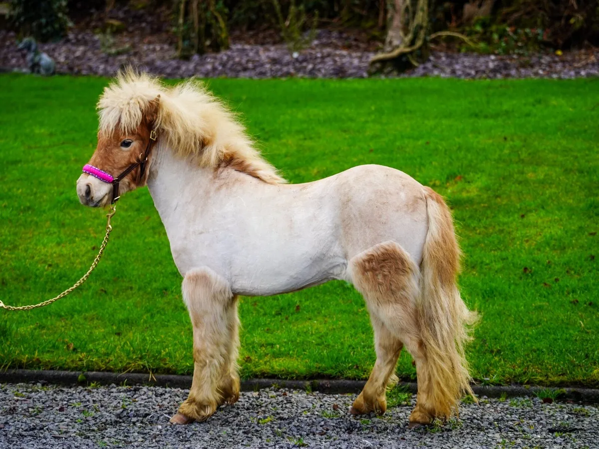 Mini mare 34” unregistered - Image 3