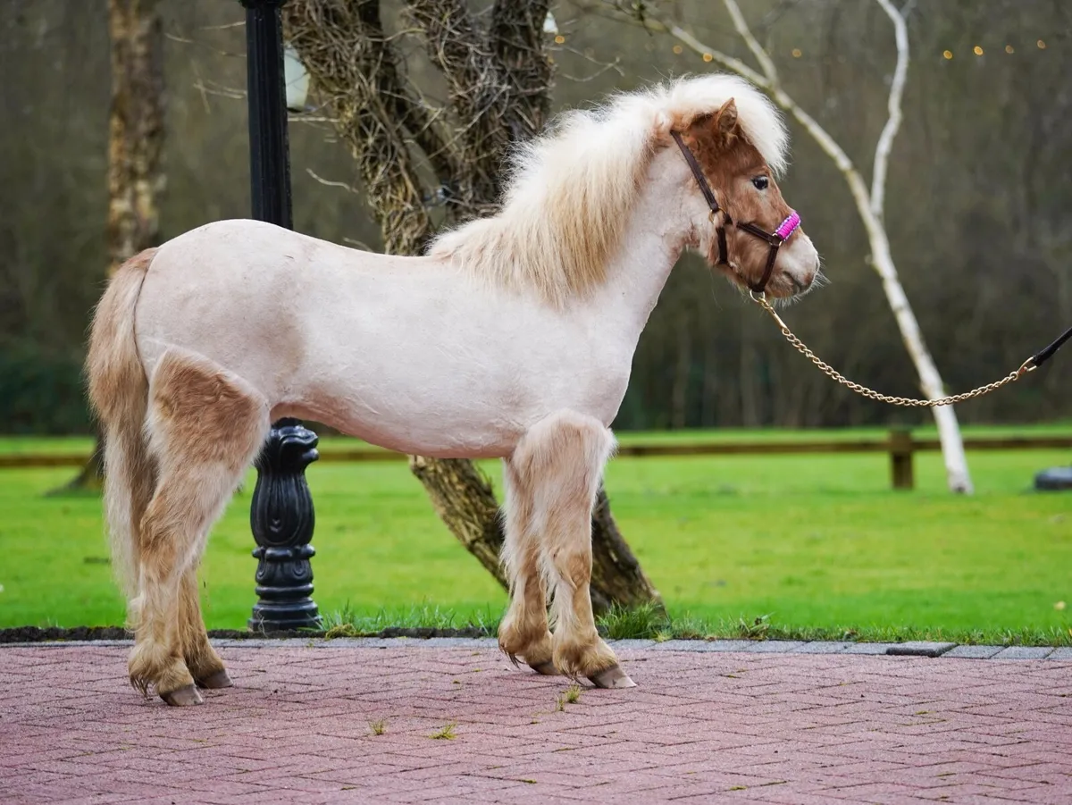 Mini mare 34” unregistered - Image 4