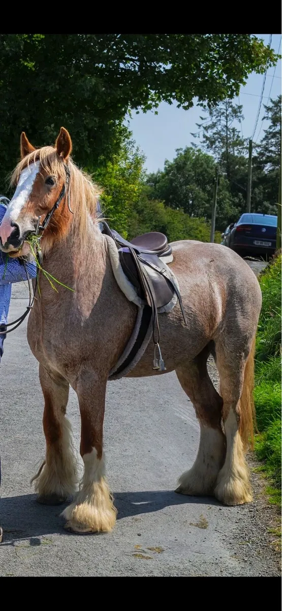 Rising 5 all rounder - Image 1