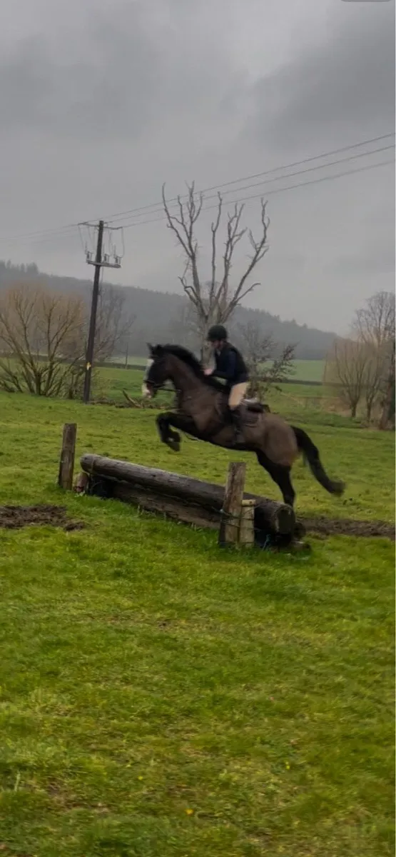 7yr Old Gelding - Image 2