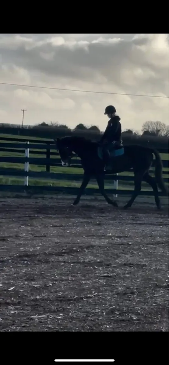 7yr Old Gelding - Image 3