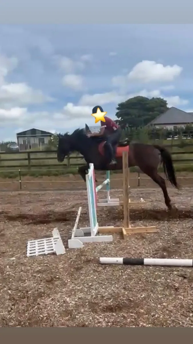 7yr Old Gelding - Image 4