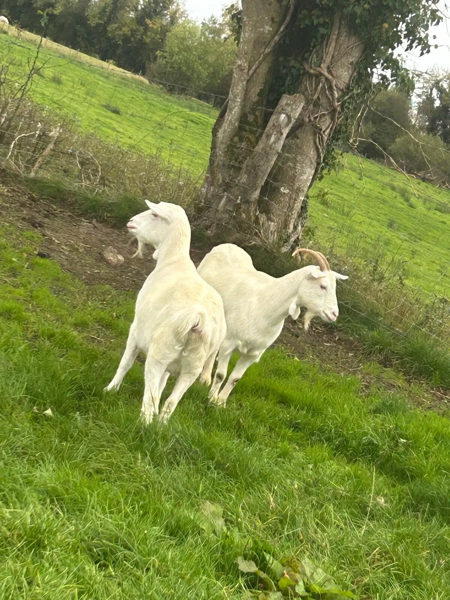 Female and male goats - Image 1