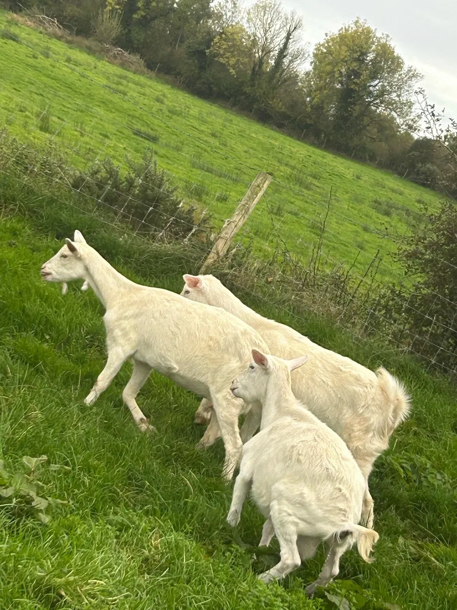 Female and male goats - Image 3