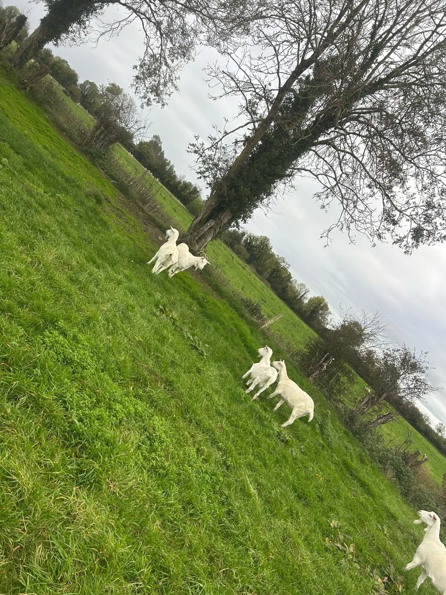 Female and male goats - Image 4
