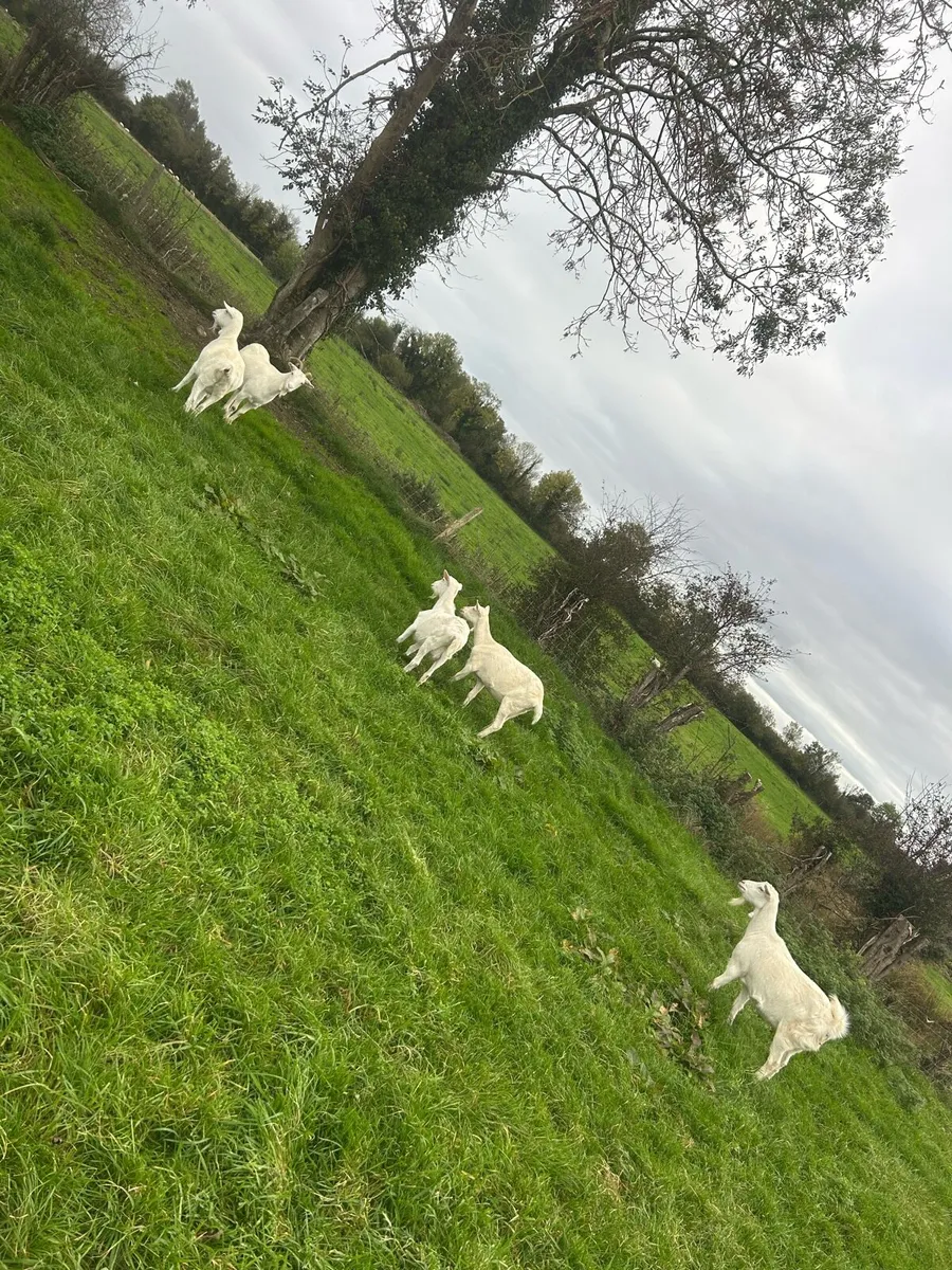 Female and male goats - Image 2