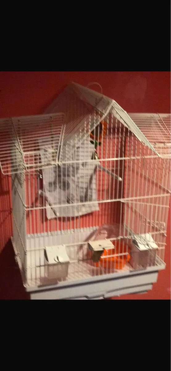 Bird Cage - Image 2