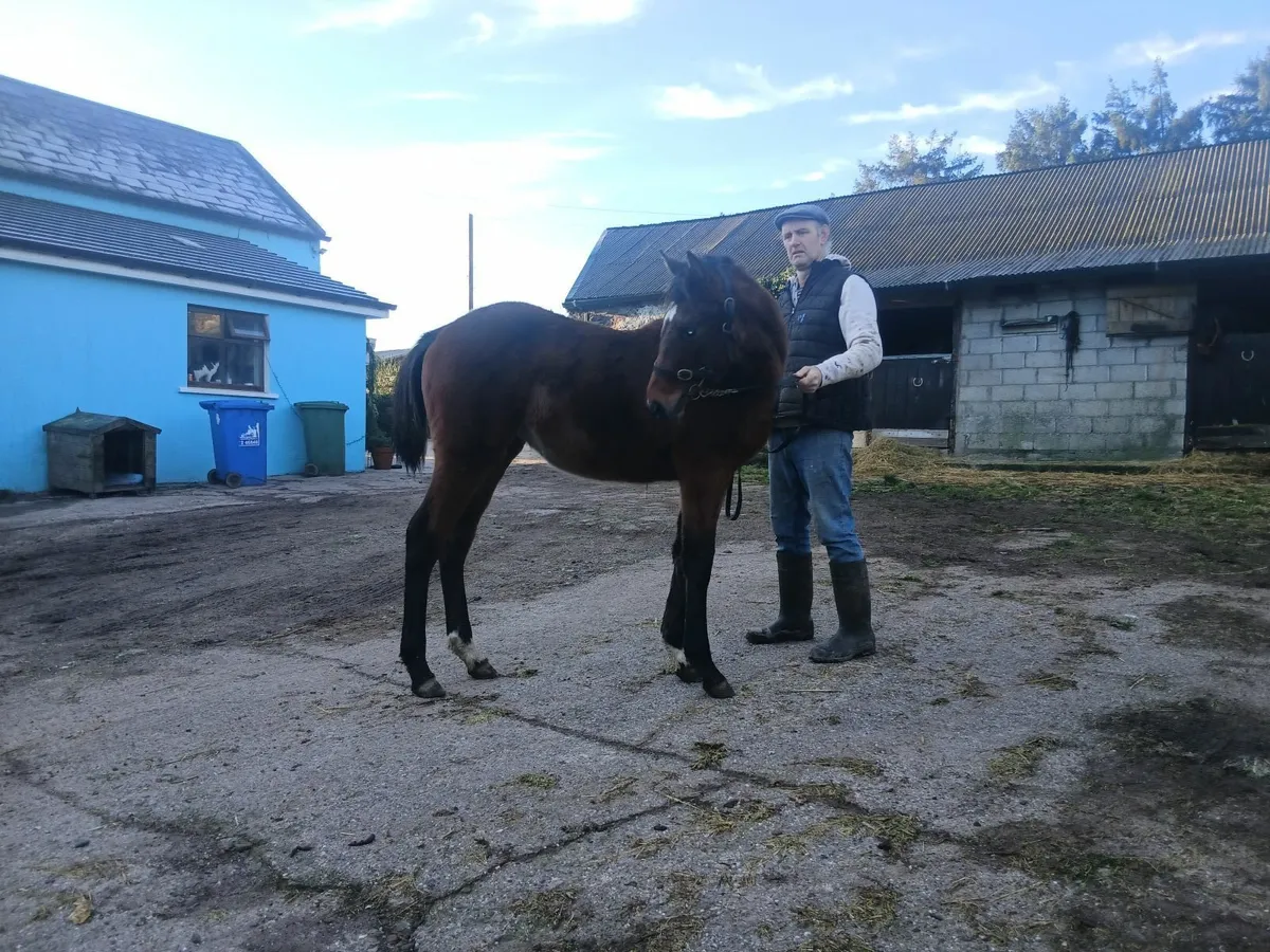 Yearling filly - Image 2