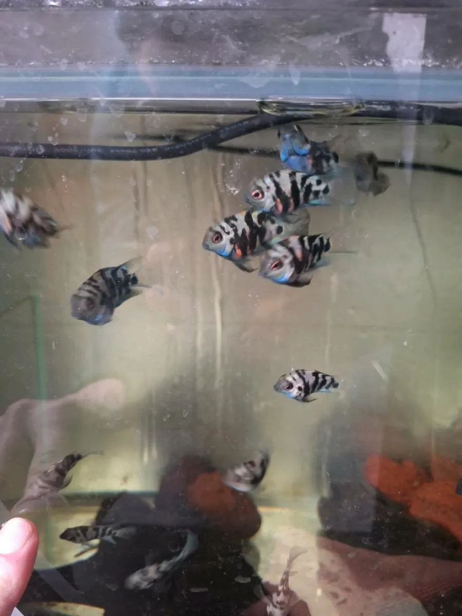 Fish Polar Parrots - Image 1