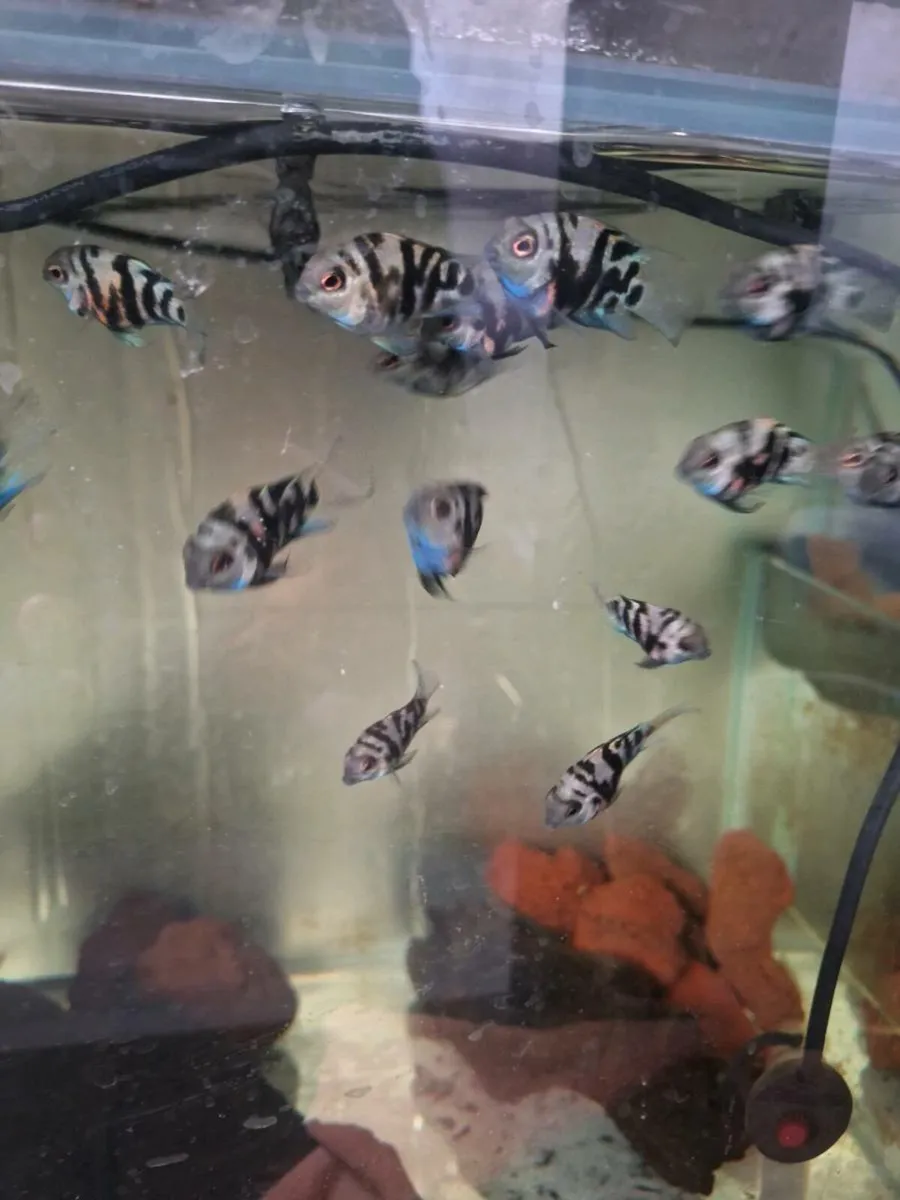 Fish Polar Parrots - Image 2