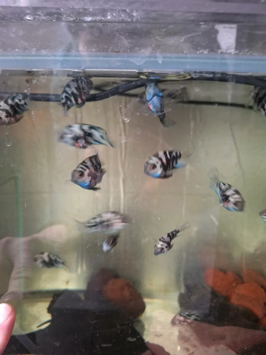 Fish Polar Parrots - Image 3