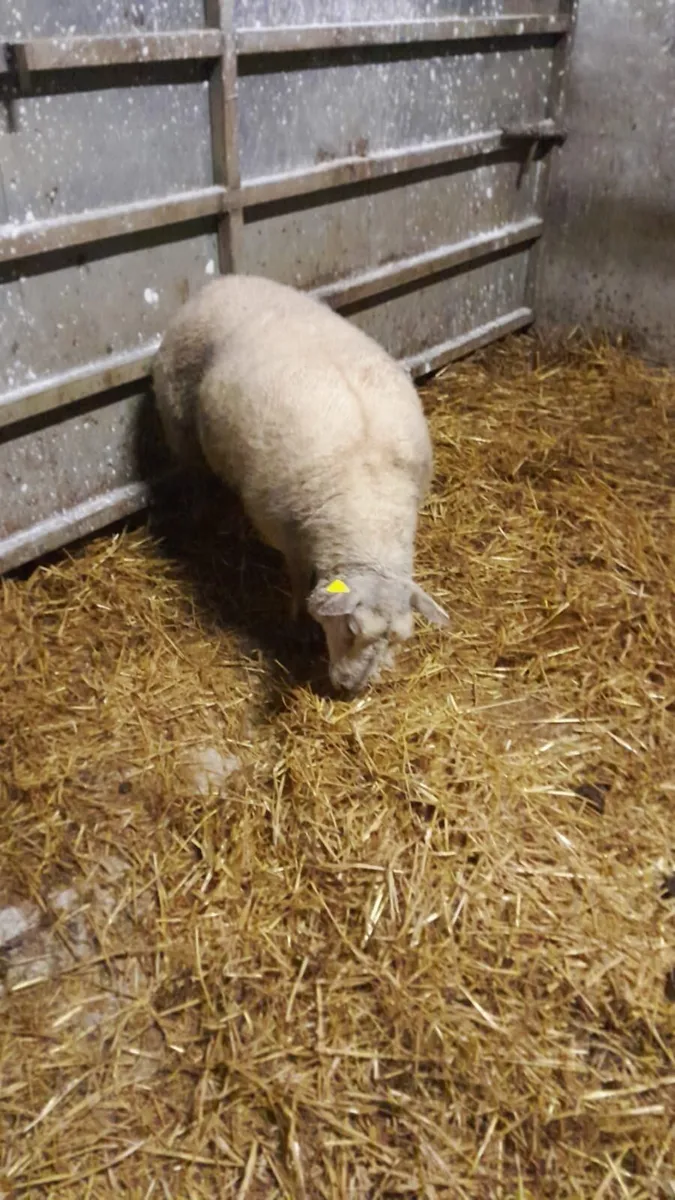 Foster Ewe - Image 1