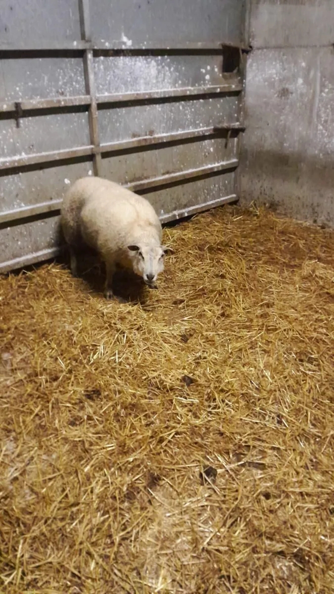 Foster Ewe - Image 2