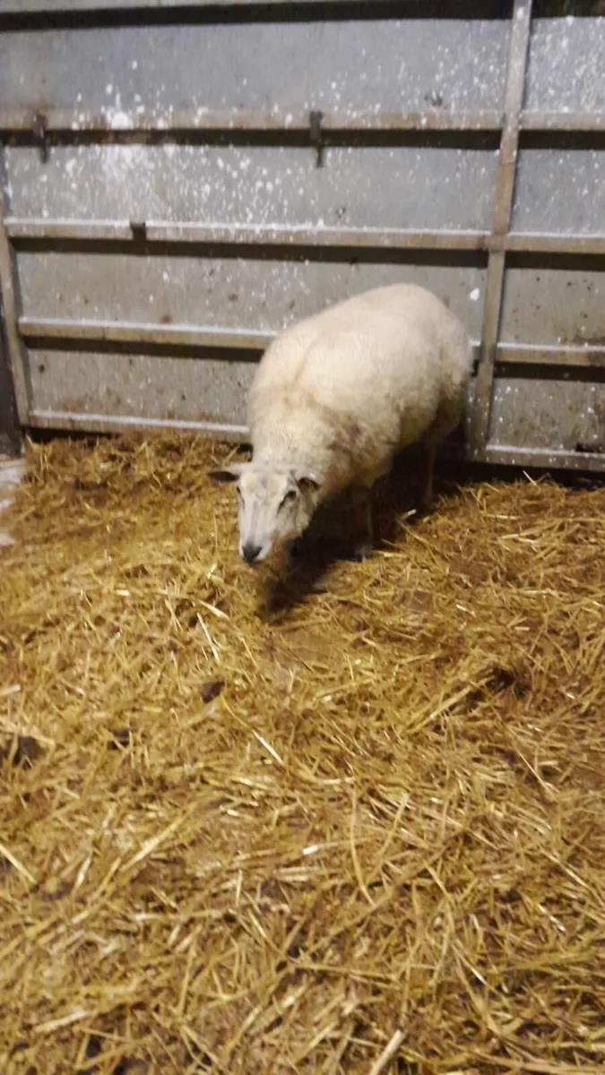 Foster Ewe - Image 3