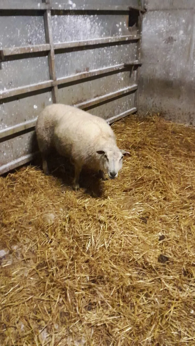 Foster Ewe - Image 4