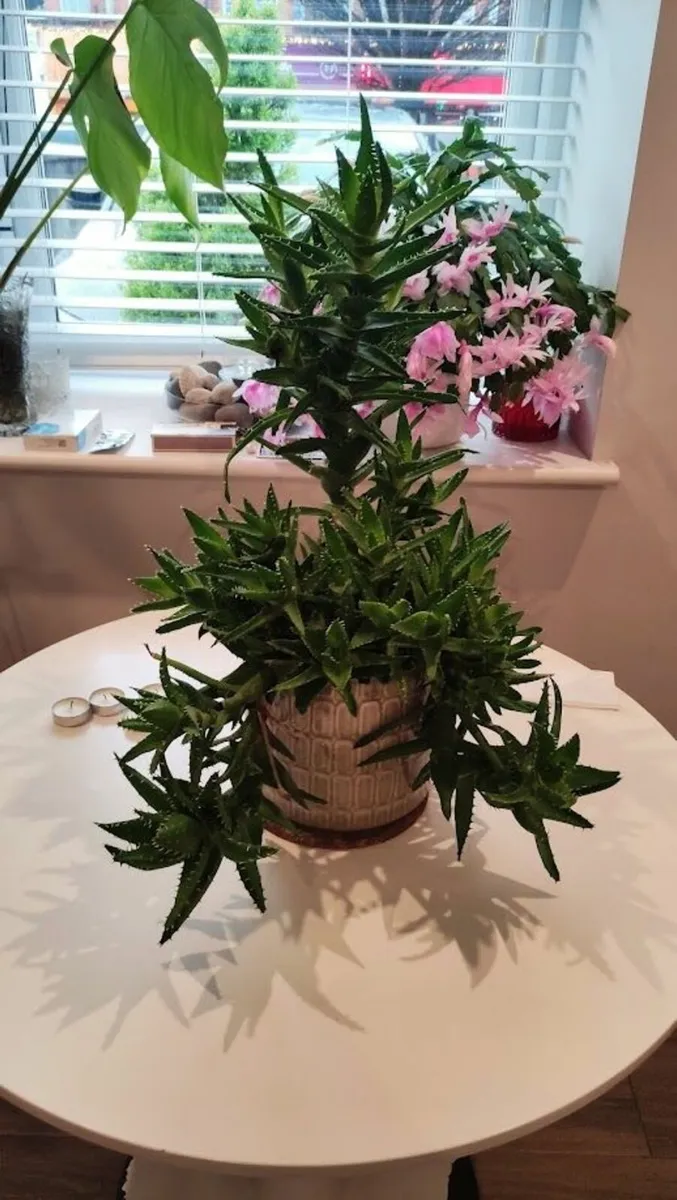 Stunning 600mm Aloe in Pot - Only 25Euros - Image 1